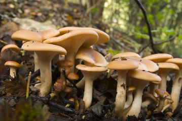 Clitocybe Geotropa – edible woodland toadstool