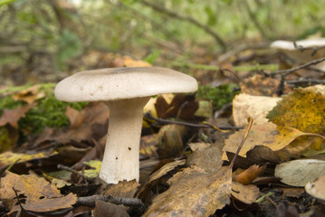 Clitocybe Nebularis – Clouded Clitocybe edible forest fungus