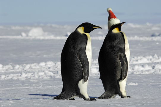 Penguin pair at Xmas