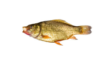 carp