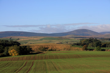 Obraz premium View to the Cheviot Hills