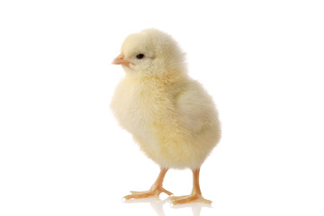 Cute little baby chicken against white background