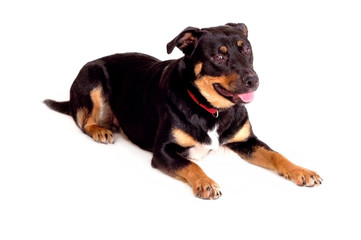 Adorable Rottweiler Puppy