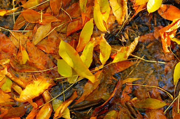 yellow leaves in autumn puddle