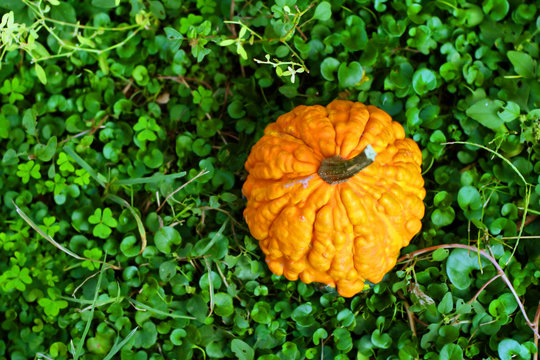zucca su un parato