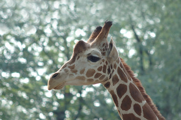 Giraffe's head
