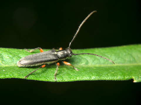 Phytoecia icterica