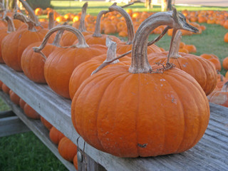 bleacher pumpkins