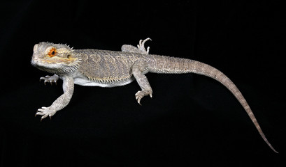 Bearded Dragon