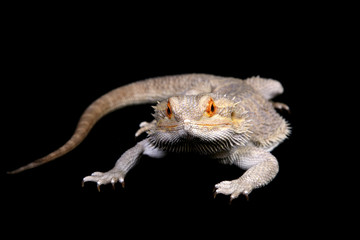 Bearded Dragon