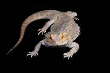 Bearded Dragon