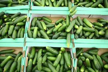 cucumbers in the shop
