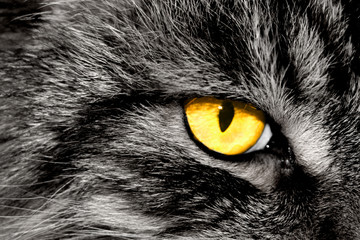 Der Blick © Olaf Schwenty