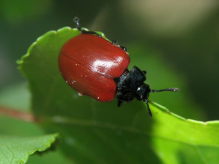 Chrysomela populi