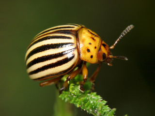 Leptinotarsa decemlineata