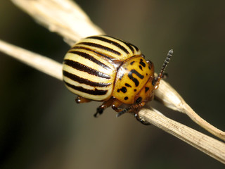 Leptinotarsa decemlineata