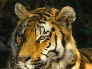 tigre