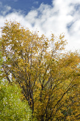 Fototapeta premium Golden Fall in the Forest 4