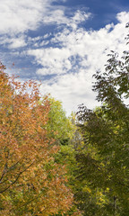 Golden Fall in the Forest 3