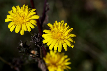 yellow flowers