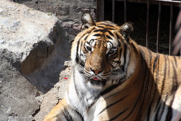 tiger in the zoo