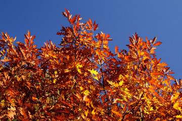 Red autumn leaves