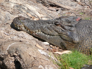 Coccodrillo