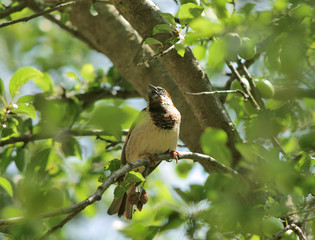 sparrow