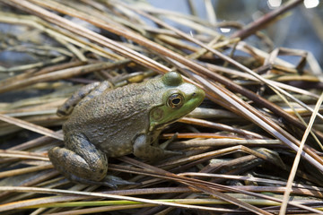 amphibian