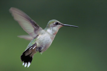Fototapeta premium Pregnant Hummingbird in Flight