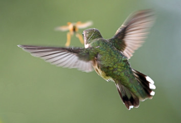 Hummingbird Chasing a Wasp