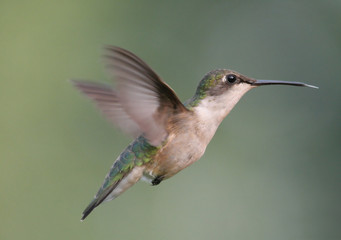 Fototapeta na wymiar Pregnant Hummingbird w locie