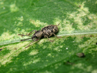 Otiorhynchus fullo