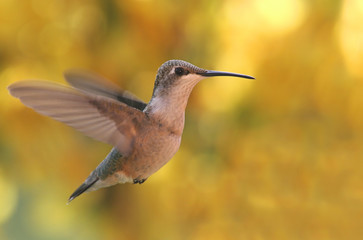 Hummingbird with Yellow Flowers in Background