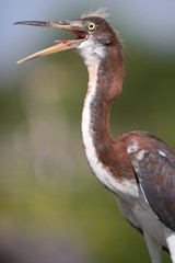 BLUE HERON
