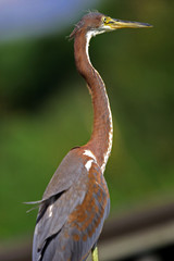 BIRDS OF FLORIDA