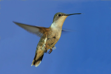 Hummingbird in Flight