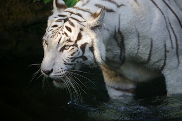 White Tiger