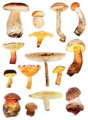Wild mushroom collection