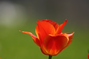 Tulpe 2