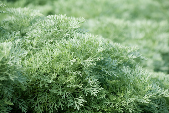 green plant
