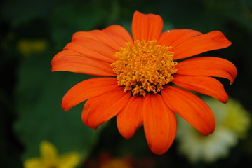 Blüte orange