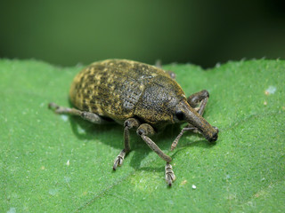 Larinus sp.