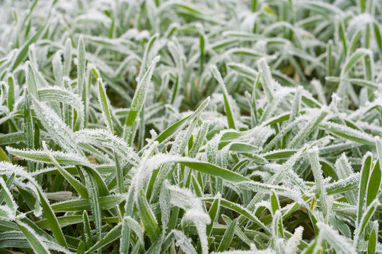 Frozen grass - Powered by Adobe