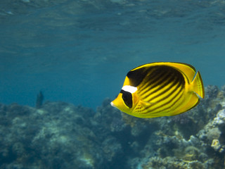 Raccoon Butterflyfish © DJ