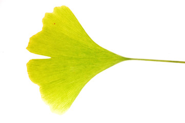 Gingko leaf