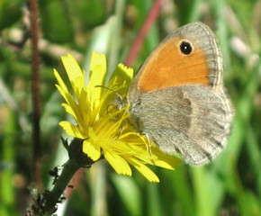 Obraz premium Butterfly