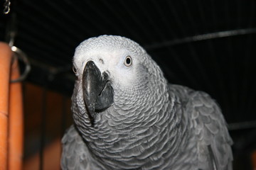 Obraz premium AFRICAN