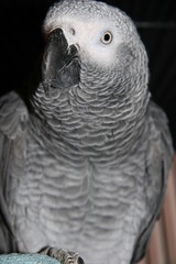AFRICAN GRAY