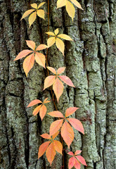 autumn leaves on old tree background